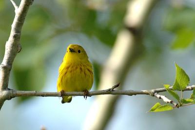 Yellow Warbler-pb.jpg