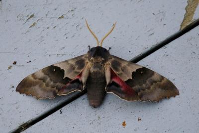 Big Poplar Sphinx moth-pb.jpg