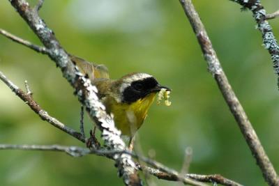 Com. Yellowthroat, Kentville