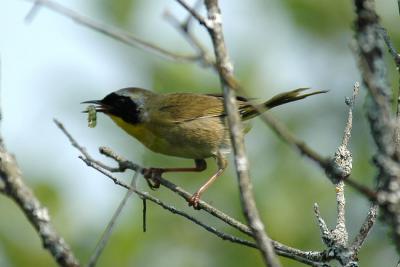 Com. Yellowthroat