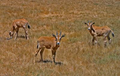 IMG_3484.jpg