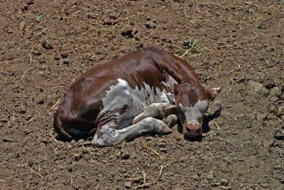 Watusi calf