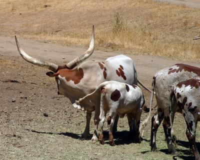 Watusi