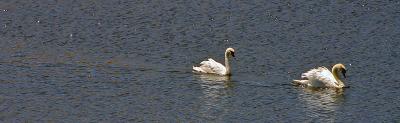 Egyptian mute geese