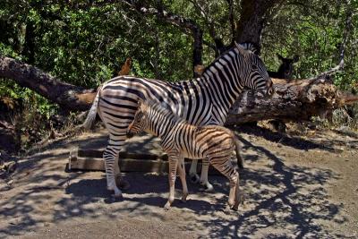 More stripes