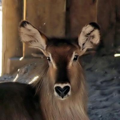 Heart-shaped nose