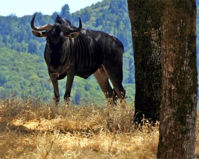 Wildebeast male