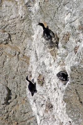 [June 15th] Nesting cormorants