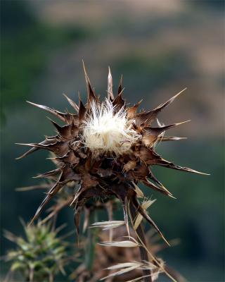 Unfriendly plant