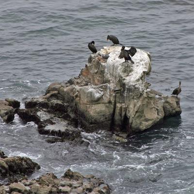 Cormorants