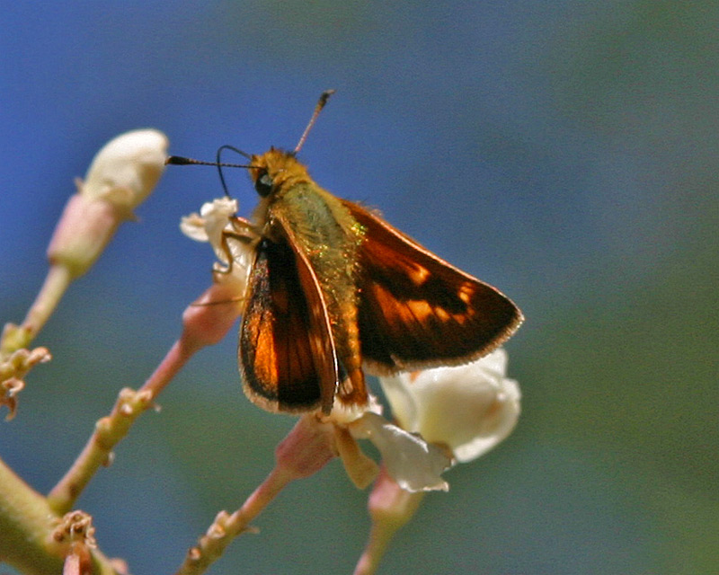 [June 9th] Butterfly Happy Hour
