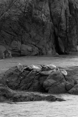 Point Bonita Seals.jpg