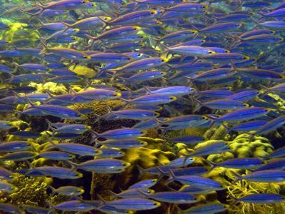 School of blue bait fish