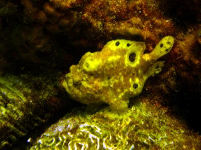 Frog Fish ( close up )