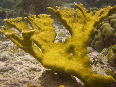 More Elkhorn Coral