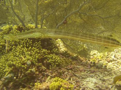 Trumpet Fish