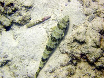 Bonaire June 2004