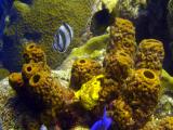 Frog Fish ( the yellow thing )