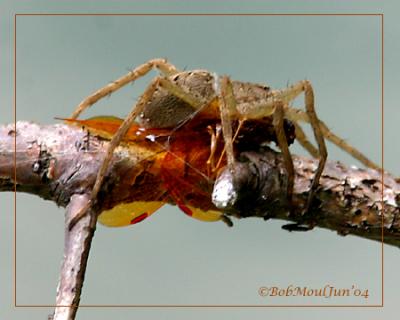 Spider Devouring Amberwing