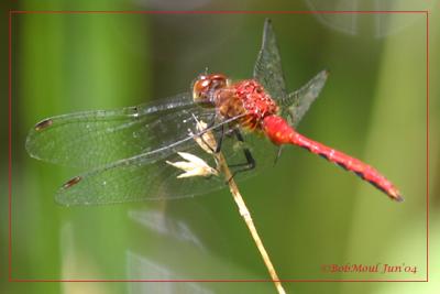 Sympetrum sp. Meadowhawk-2