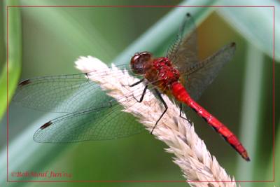 Sympetrum sp. Meadowhawk-3