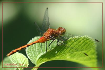 Sympetrum sp. Meadowhawk-4