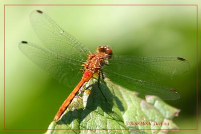 Sympetrum sp. Meadowhawk-5