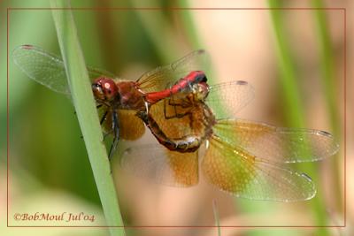 Band-Winged Meadowhawks Mating