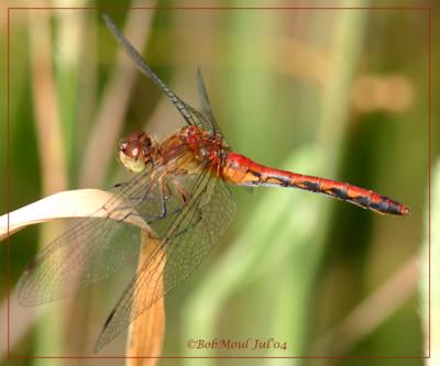 Sympetrum sp. Meadowhawk-6