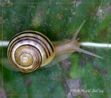 Snail