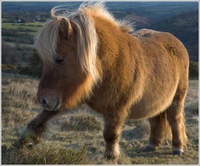 Dartmoor Pony, Belstone Common