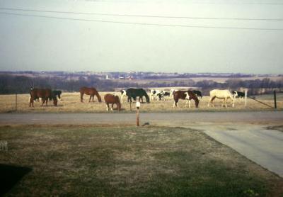 1969 when we had cows & horses across the road