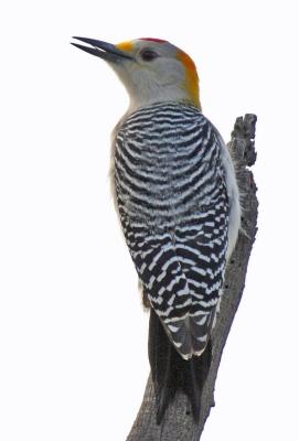 Golden-fronted Woodpecker 1