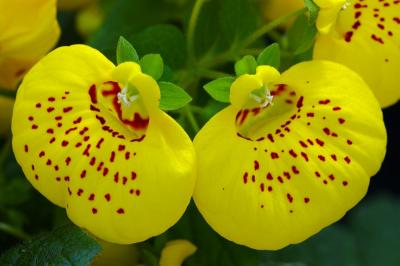 yellow sliper flowers.jpg