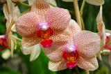 Red Orchid.jpg