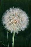 Dandelion Seed Head.jpg