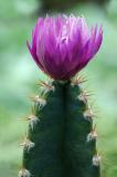 Fairy Castle Cactus.jpg