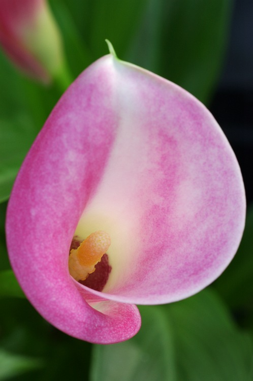 Calla Lily.jpg