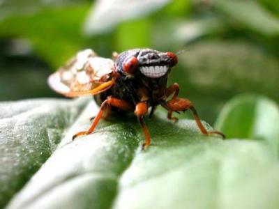 cicadaville