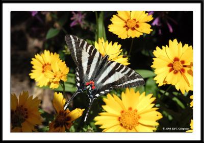Zebra Swallowtail  Butterfly