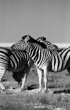 zebra friends