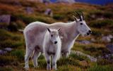 Mountain Goats