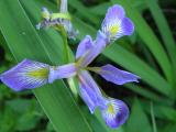 Wild Iris