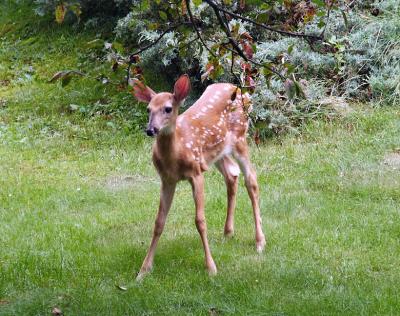 Backyard visitor