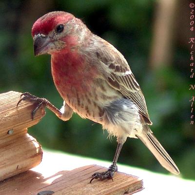 House Finch (male)