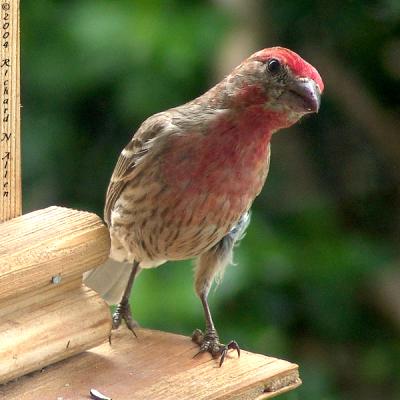 House Finch (male)