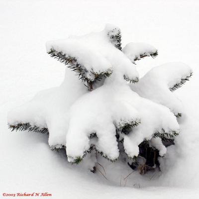 Autumn snowfall