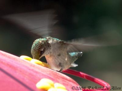 Immature male