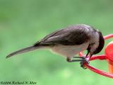 Carolina Chickadee