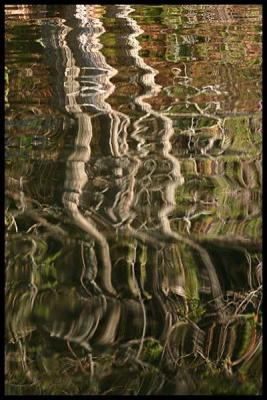 birch reflection